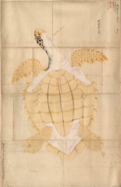 Tortoise, 18th century. Creator: Unknown.