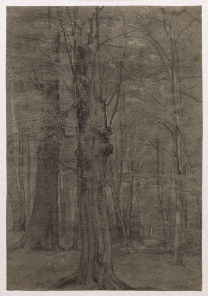 Trees. Creator: Leopold Bode (German, 1831-1906).