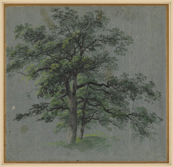 Two Trees (recto) Tree Studies (verso), first half 1800s. Creator: Johann Jacob Dorner (German, 1775-1852).