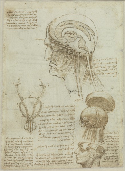 A manuscrit sheet with anatomical drawings and notes, 1506-1508. Creator: Leonardo da Vinci (1452-1519).