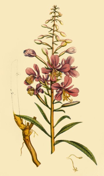 'Rosebay Willowherb', late 18th-early 19th century, (1944).  Creator: Unknown.