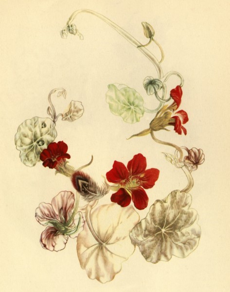 'Nasturtium', c1930s? (1946). Creator: Vere Temple.