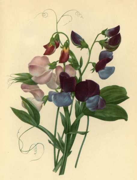 'Sweet Peas: Lathyrus odoratus', 1827, (1946).  Creator: Pierre-Joseph Redoute.