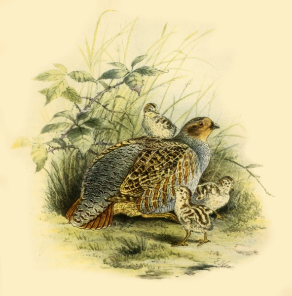 'Partridge and Chicks', 1877, (1942).  Creator: Edward Neale.
