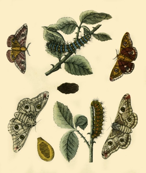 'Emperor Moth', 1749, (1943).  Creator: H Terasson.