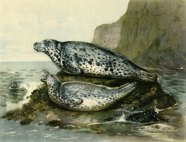 'Grey Seal', c1905, (1943). Creator: John Guille Millais.