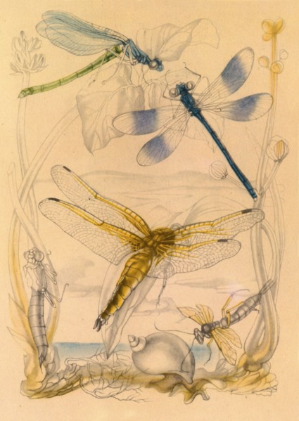 Dragonflies, c1930s, (1945). Creator: Vere Temple.
