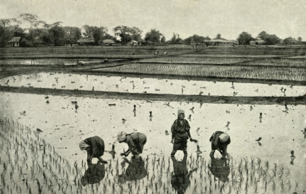 'Rice Fields', 1891. Creator: Unknown.