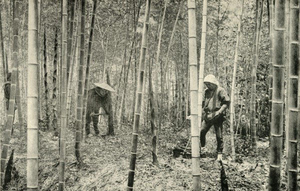 'A Bamboo Grove', 1891. Creator: Unknown.
