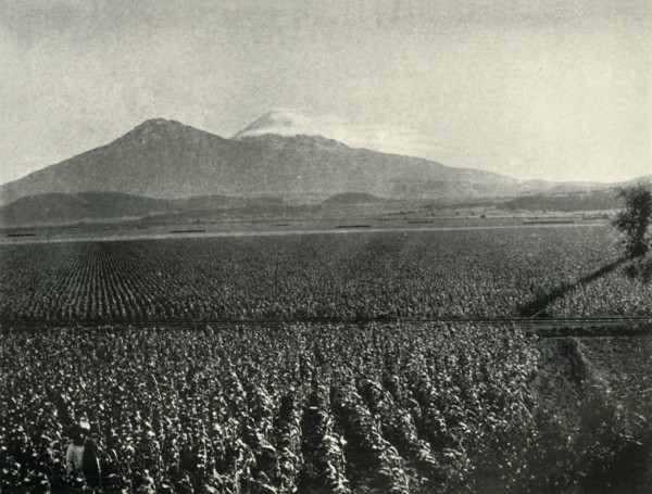 'The Land of the Aztec Conquest: Maize Fields Near Esperanza, State of Puebla', 1919. Creator: Unknown.