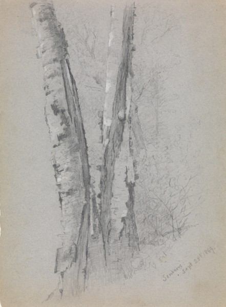 Study of Birch Trunks (Scribners'), 1869. Creator: Jervis McEntee.