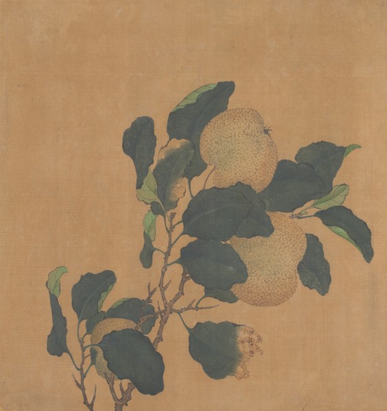 Branch of Tree with Fruit. Creator: Unknown.