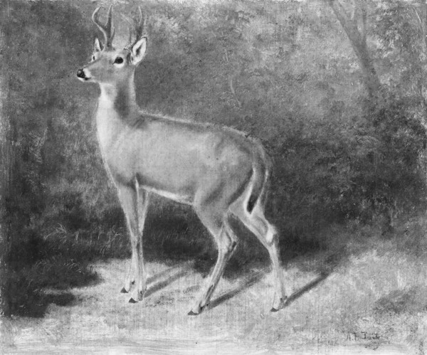Deer?Sketch from Nature, ca. 1882. Creator: Arthur Fitzwilliam Tait.