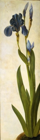 Iris troiana, ca 1505-1508. Creator: Dürer, Albrecht