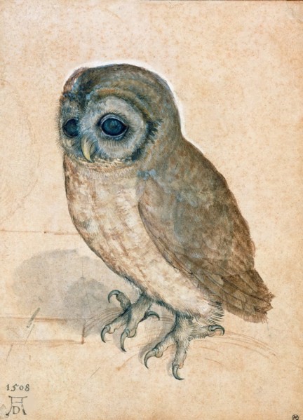 Little Owl, 1508. Creator: Dürer, Albrecht