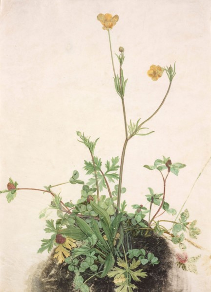 Buttercups, Red Clover and Plantain, 1526. Creator: Dürer, Albrecht