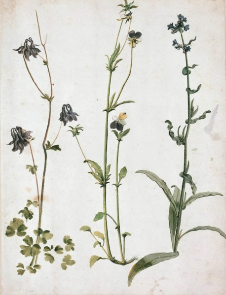 Akelei, Stiefmütterchen und Ochsenzunge, First quarter of 16th cen.. Creator: Dürer, Albrecht