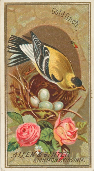 Goldfinch, from the Birds of America series