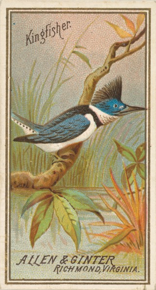 Kingfisher, from the Birds of America series