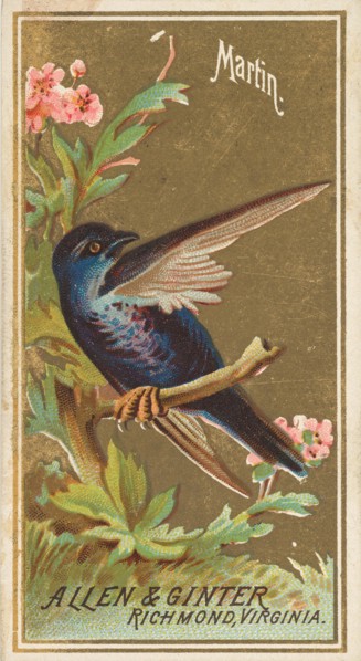 Martin, from the Birds of America series