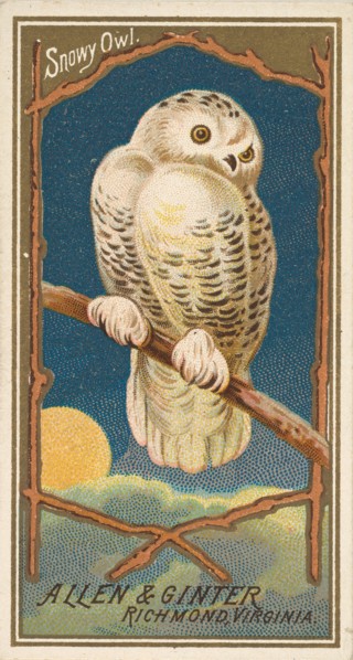 Snowy Owl, from the Birds of America series