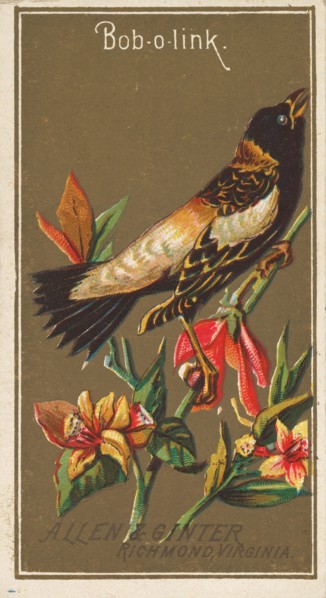 Bob-o-link, from the Birds of America series