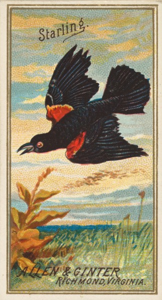 Starling, from the Birds of America series
