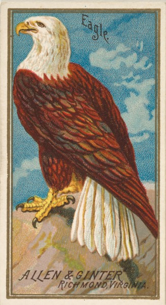 Eagle, from the Birds of America series