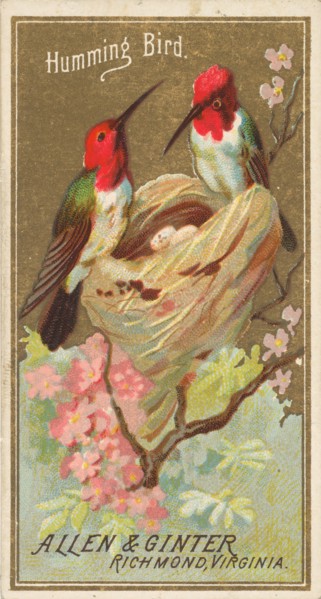 Hummingbird, from the Birds of America series