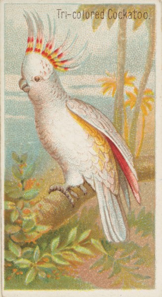 Tri-colored Cockatoo, from the Birds of the Tropics series