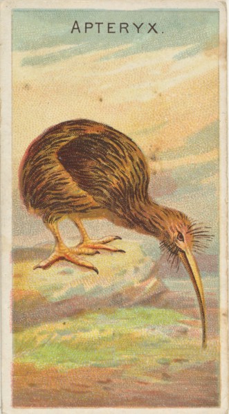 Apteryx, from the Birds of the Tropics series