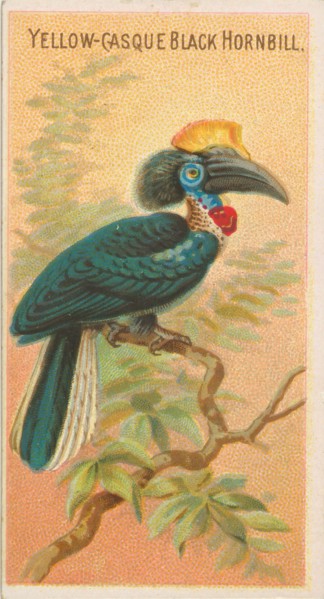 Yellow-Casque Black Hornbill, from the Birds of the Tropics series