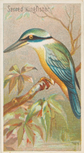 Sacred Kingfisher, from the Birds of the Tropics series