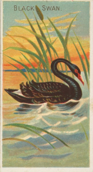 Black Swan, from the Birds of the Tropics series