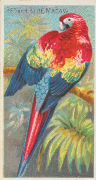 Red and Blue Macaw, from the Birds of the Tropics series