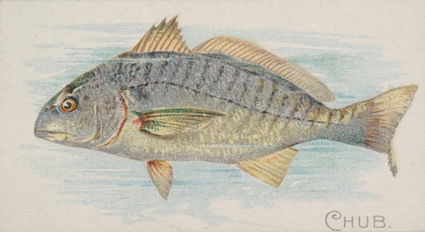 Chub, from the Fish from American Waters series