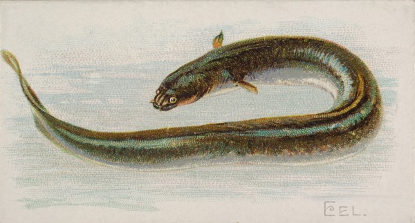 Eel, from the Fish from American Waters series