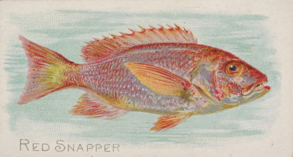Red Snapper, from the Fish from American Waters series