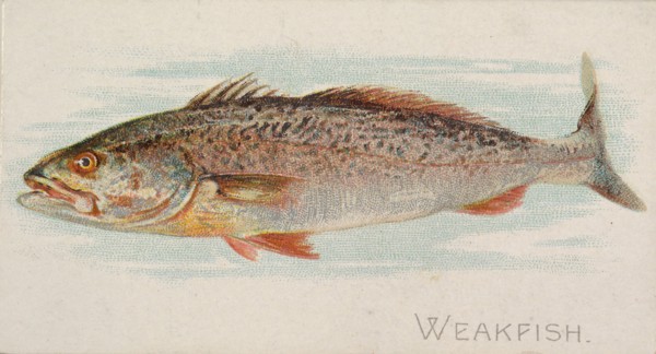 Weakfish, from the Fish from American Waters series