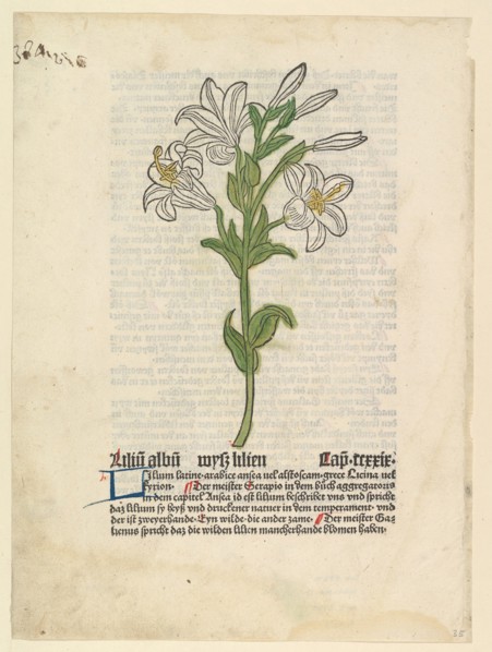 White Lily, illustration from Gart der Gesundheit
