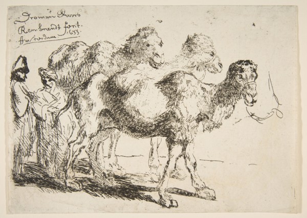 Three Dromedaries.n.d. Creator: Unknown.