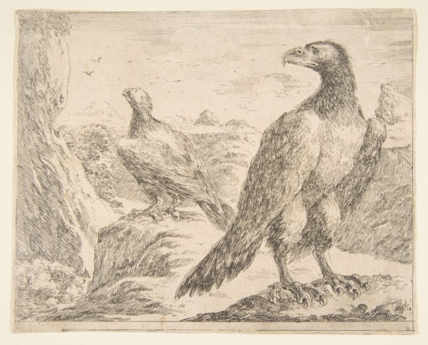 Two eagles, from 'Eagles'