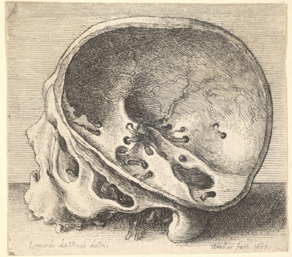 Sectioned skull in profile to left with the left side of the cranium removed, 1651. Creator: Wenceslaus Hollar.