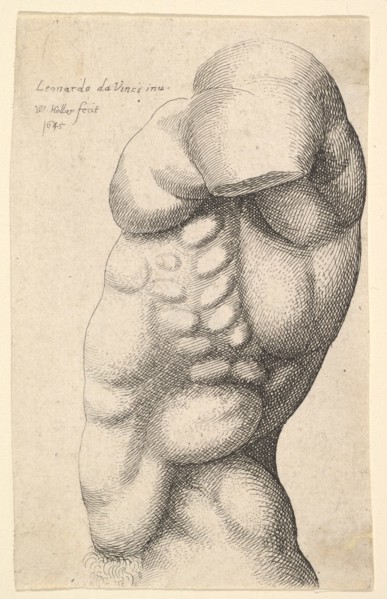 Male torso from neck to hip in profile to left, 1645. Creator: Wenceslaus Hollar.