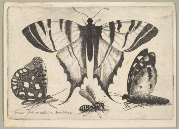 Three Butterflies and a Wasp, 1646. Creator: Wenceslaus Hollar.