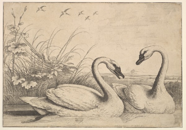 Two Swans, 1654-58. Creator: Wenceslaus Hollar.