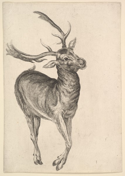 Stag, 1625-77. Creator: Wenceslaus Hollar.