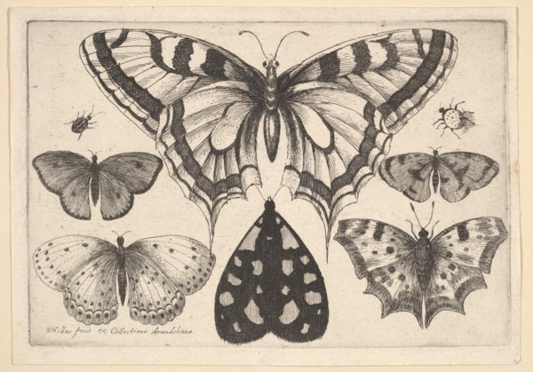 Five Butterflies, a Moth and Two Beetles, 1646. Creator: Wenceslaus Hollar.
