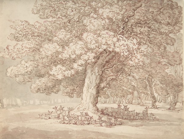 Herd of deer under an oak tree