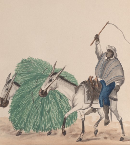 A man riding a mule, his whip raised, another mule loaded with grass alongside, from a group of drawings depicting Peruvian costume, ca. 1848.
